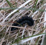 Marsh Fritillary caterpillar