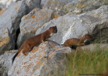 Stoats