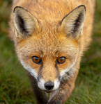 Red Fox