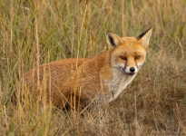 Red Fox